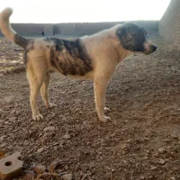 سگ الابای افغان