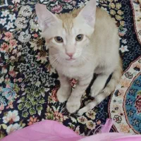 واگذاری دوتا گربه