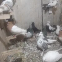 یه کله پرشتی