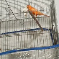 قناری پرتقالی نر ریزخونی بلند۷ماهه فیلم دهنش هست