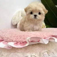 شیتزو فنجونی سایزریز