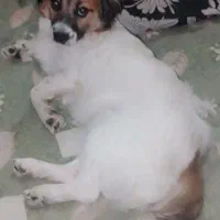 سگ پاکوتاه نژاد شیدزو شناسنامه هم داره|سگ|آمل, |دیوار