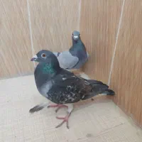 فروش کبوتر|پرنده|سعدآباد, |دیوار