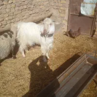 چبش پاکستانی|حیوانات مزرعه|سده (خراسان جنوبی), |دیوار