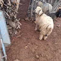 فروش بره نر شیری و بزغاله 380