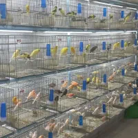 گالری پرنده طلایی(شهرقناری)