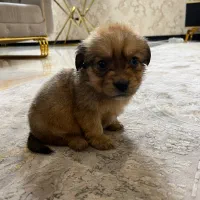 توله پودل کراس