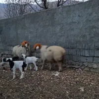 ۸۶ راس میش درجه ۱ بختیاری|حیوانات مزرعه|بلداجی, |دیوار