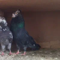 زاغ کله ماستی سرخ قرمز بعدازظهری