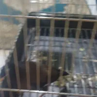 مینا افغانی اصیل سخنگو