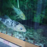 ماهی کوی گیاه خوار