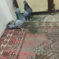 سبز بازی کن|پرنده|گنبکی, |دیوار