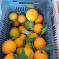 پرتقال تامسون|خوردنی و آشامیدنی|قائم‌شهر, |دیوار