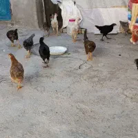 جوجه