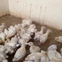 جوجه بوقلمون بیوتی گوشتی|حیوانات مزرعه|بهشهر, |دیوار