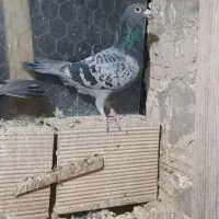 کفتر پلاک عراق.|پرنده|شاهرود, |دیوار