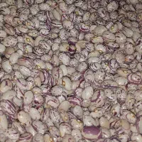 فروش 200کیلو لوبیای بذری