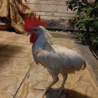 جوجه خروس و مرغ محلی