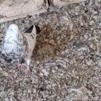 کبوتر|پرنده|بابا حیدر, |دیوار