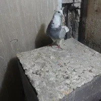 کفتر نر شازده‌سرور|پرنده|تهران, حسن‌آباد|دیوار
