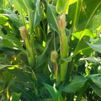 علوفه ذرت برزیلی