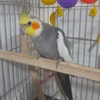 عروس هلندی