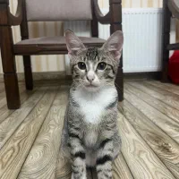واگذاری بچه گربه|گربه|گرگان, |دیوار