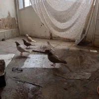 کبوتر اوچان