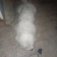 سگ پاکوتاه