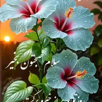 گل رز آبی رها