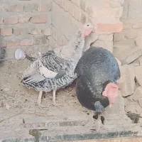 حیوانات بالدار|حیوانات مزرعه|خاش, |دیوار