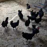 مرغ و خروس مشکی واکسی گلین فول کیفیت