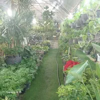 کار در گلخونه