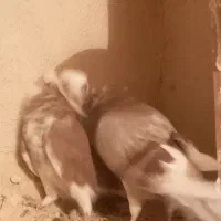 هفترنگ|پرنده|هامون, |دیوار