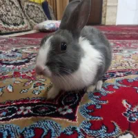 خرگوش