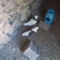 کبوتر ‌طوقی