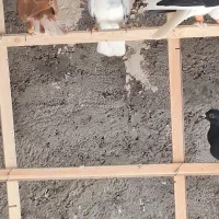 ۱۲تا کفتر پرنده بشرط همه یبوم|پرنده|الوند, |دیوار