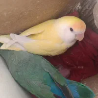 یک جف کوتوله برزیلی ب شرط مولد|پرنده|شهرکرد, |دیوار