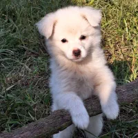 سگ اشپیتز ۲ ماه و ۱۰روز