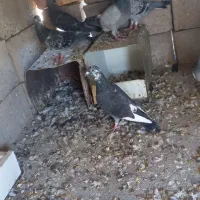 کبوتر پلاکی|پرنده|راور, |دیوار