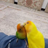 طوطی|پرنده|مریوان, |دیوار