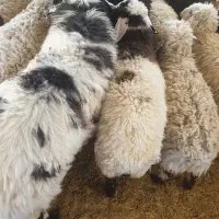 بره چاق گوهر کو کیلیوی ۳۴۰