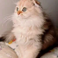 بچه گربه بریتیش اسکاتیش اصیل|گربه|تهران, دبستان|دیوار