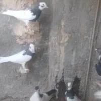 سلام و عرض ادب تعداد ۰ا عدد کبوتر رنگه