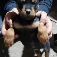 توله روتوایلر۶۰روزه