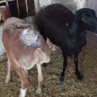 بره قوچ چینی با دو بره ماده چینی|حیوانات مزرعه|دهدشت, |دیوار