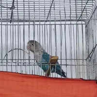 طوطی برزیلی