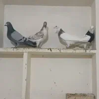 کبوتر پرشی|پرنده|جلگه شوقان, |دیوار