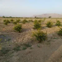 باغ ویلا جاده پهنایی با اتاق و استخر و اب ملکی|فروش خانه و ویلا|قائن, |دیوار