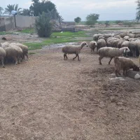 فروش گوسفند و بز زائیده با بره و کهره